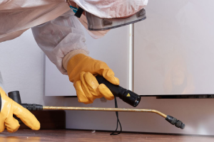 Messie Schädlingsbekämpfung Neustadt An Der Weinstraße